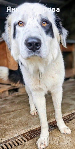 Младо куче търси своя дом!, снимка 2 - Други - 52008103