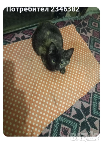 котенце се подарява