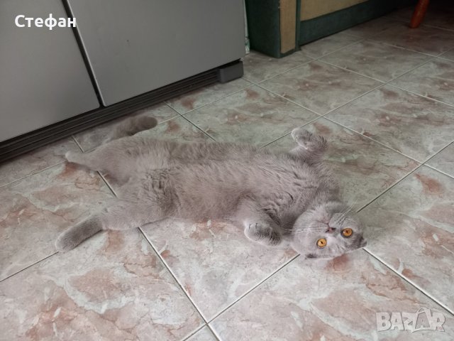 Шотландски Клепоух Породист Мъжки Котарак за разплод на 2 години, снимка 4 - Британска късокосместа - 43147647