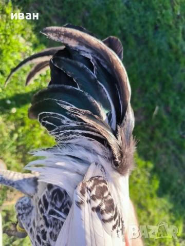 Свободни яйца от Сребърно Брезе Бантам -единствени в България вкарани в България лично от мен , снимка 7 - други­ - 51155393