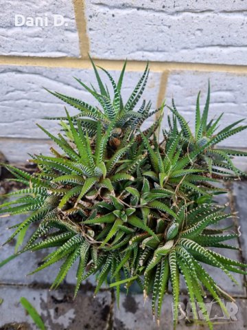 красиви екзотични растения от Португалия, снимка 1