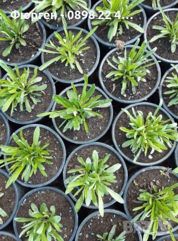 Еделвайс, снимка 6 - Разсади - 38182371