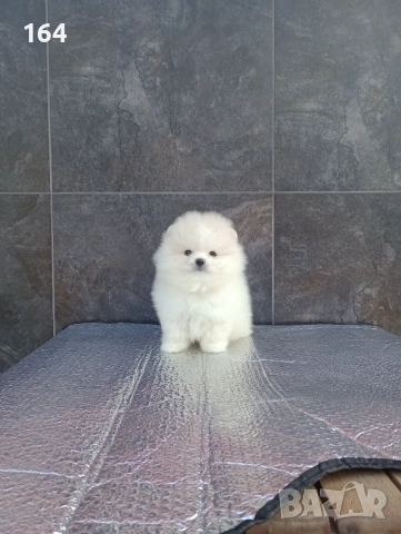 Мъжки мини Померан. Реални снимки от 19.01.26 г. , снимка 2 - Померан - 53125648