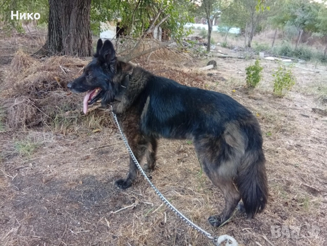 Немски овчарки , снимка 12 - Немска овчарка - 52176583