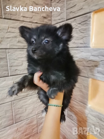 померан шпиц момче имомиче, снимка 2 - Померан - 52465090