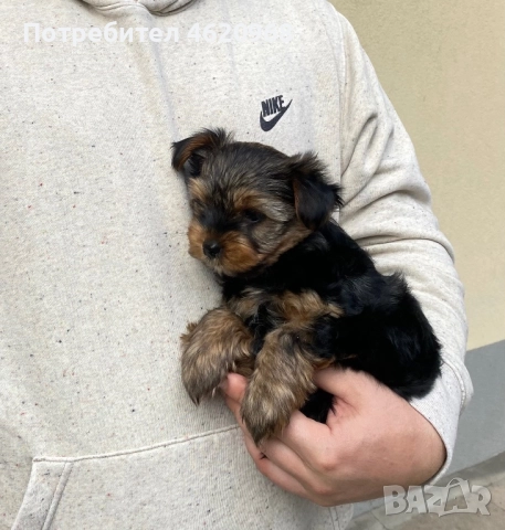 Йоркширски териер, снимка 1