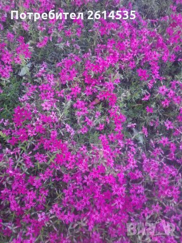 Флокс Стелещ , снимка 3 - Градински цветя и растения - 28595624