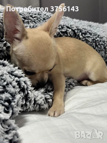 Мини Чихуахуа Момиченце Топ, снимка 3 - Чихуахуа - 53210833