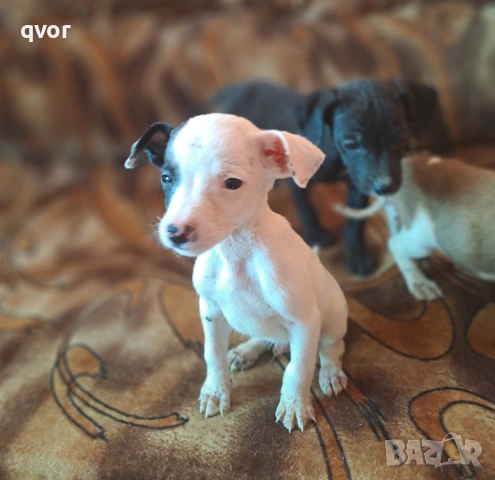 Продавам джак ръсел, снимка 5 - Джак ръсел териер - 53494540