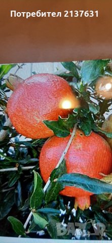 НАР за отглеждане  - Студоустойчив , сорт Wonderful , снимка 1