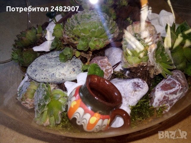 Сукуленти в стъкло в Декорация за дома в гр. Монтана - ID38360323 — Bazar.bg