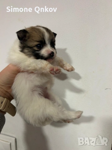 Мини шпиц Померан, снимка 2 - Померан - 53194351