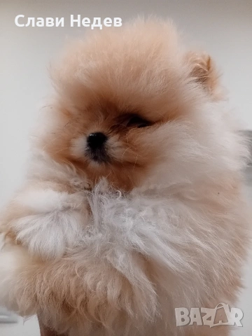 померан мини сладкишка