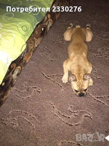 мъжки френски булдог за разплод, снимка 2 - Френски булдог - 33674013