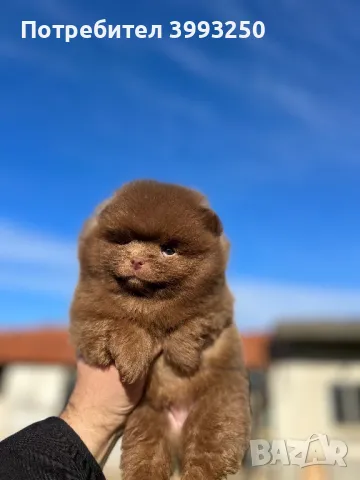 Померан , снимка 5 - За кучета - 48458860