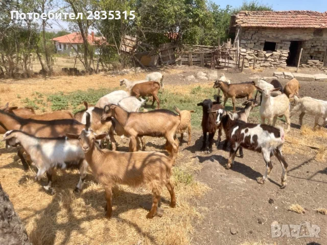 Ярета, с. Китен, община Провадия