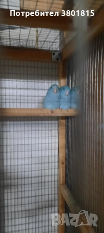 Врабчови папагали , снимка 4 - Папагали - 52998439