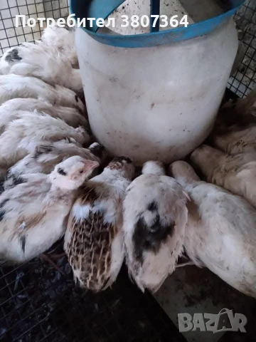 Продавам мъжки Манджурски и Тексаски Бройлерен пътпъдъци 3 лева за брой , снимка 5 - Кокошки и пуйки - 51025907