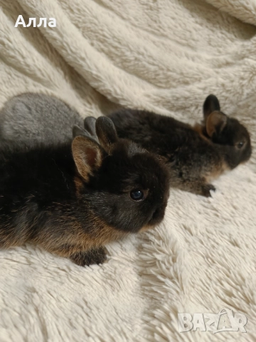 В наличност има морски свинчета и зайчета, снимка 8 - Декоративни зайчета - 52735330