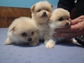 продавам кученца шпиц померан 2 момченца и 1 момиче, снимка 5