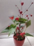 Цвете за Свети Валентин , снимка 2