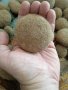 естествени натурални топки от сухи водорасли, изхвърлени от Средиземно море край бреговете на Тунис