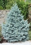 Сребрист смърч, Picea pungens 'Misty Blue', снимка 1