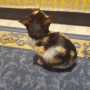 Малко сладко коте/котенце търси своя дом спешни във Варна, снимка 11