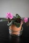 🌸 Африканска теменужка с розов цвят + Традесканция Зебрина – 2 растения в 1 саксия 🌿, снимка 12