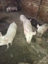 Свободни бели прасета, снимка 7