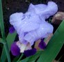  Ирис, Перуника германика (Iris germanica) - синьото око на градината, снимка 1