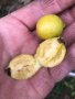 Лимонова гуава, Yellow strawberry guava,семена, снимка 1 - Градински цветя и растения - 34924204