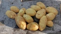 Картофи, лук - пресни, джоджен, магданоз., снимка 5