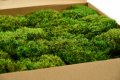 Косовиден скандинавски естествен мъх - Hair Moss, снимка 2