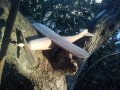 ,,Егзюпери "/,,Exupery" - дървен самолет от орех, снимка 1 - Статуетки - 43814039