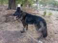 Немски овчарки , снимка 12