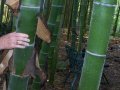 100 бр. Бамбукови Семена гигантски бамбук Moso Bambo градински декоративни растения декорация за гра, снимка 4
