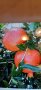 НАР за отглеждане  - Студоустойчив , сорт Wonderful , снимка 1 - Градински цветя и растения - 26452117