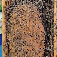 Пчелни отводки ДБ, Възможна Доставка, снимка 1 - За пчели - 43898998