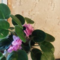 Теменужки розов цвят , снимка 3 - Стайни растения - 43236680