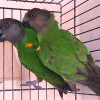 Сенегалски папагали-чифт, снимка 2 - Папагали - 44896911