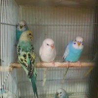 Вълнисти папагали, снимка 3 - Папагали - 36686100