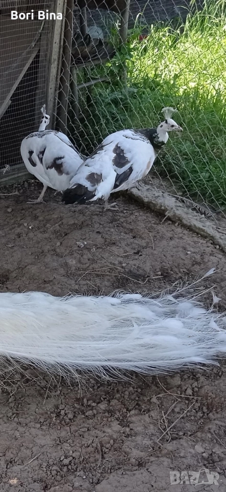 женски пауни Арлекин , снимка 1