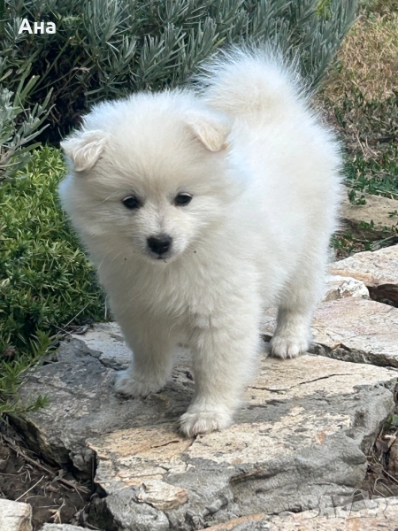 Мини шпиц, снимка 1