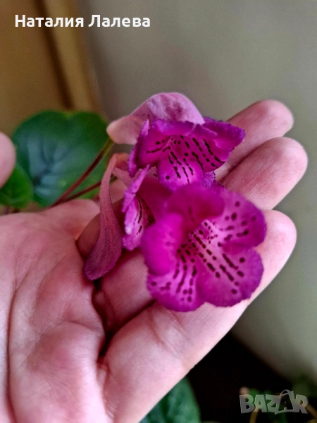 синингия, sinningia HCY'S Peacock, снимка 1