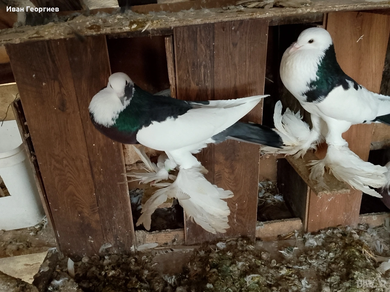 продавам гълъби болани , снимка 1