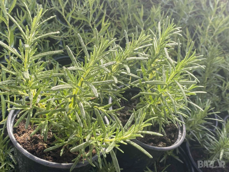 2 броя розмарин каскаден и обикновен , снимка 1