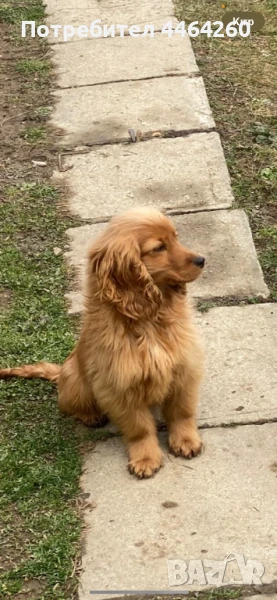 Кокер шпаньол, снимка 1