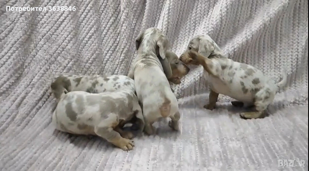 Мини дакел,дакели, снимка 1