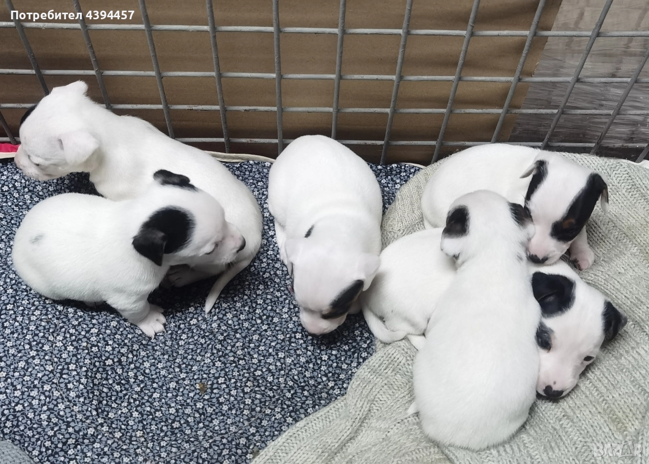 Джак ръсел териер, снимка 1